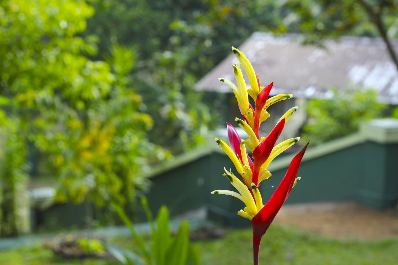 Blue Magpie Lodge Sinharaja Kudawe Dış mekan fotoğraf
